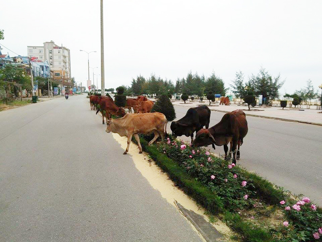 Đàn bò đang được chăn thả trên đường Trương Pháp, phường Hải Thành.  (Ảnh chụp lúc 16 giờ ngày 12-3-2016).