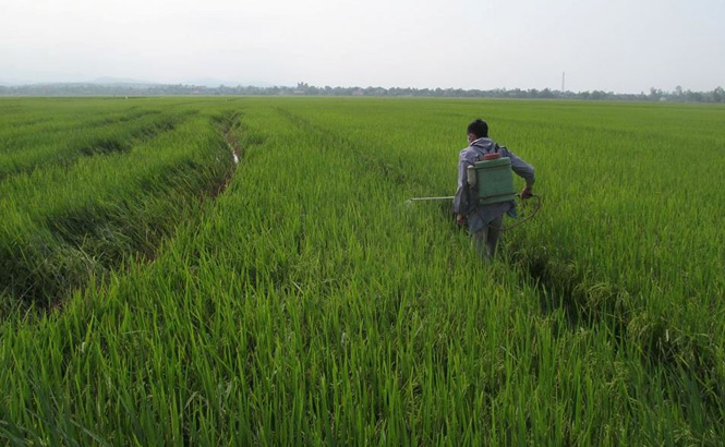 Nông dân phun thuốc phòng trừ rầy hại lúa.