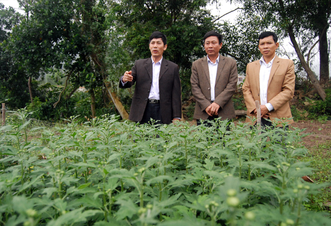Sở Khoa học và Công nghệ kiểm tra mô hình trồng hoa cúc ở xã Quảng Đông.