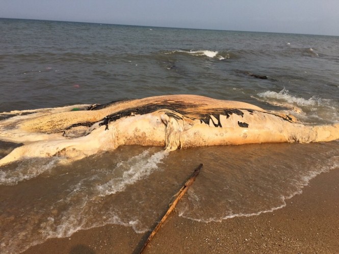  Xác cá voi dài hơn 10m, nặng gần 5 tấn dạt vào bờ trong tình trạng phân hủy nặng