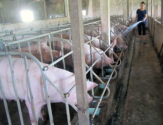  Nuôi lợn theo hình thức trang trại ở xã Đại Trạch, huyện Bố Trạch.