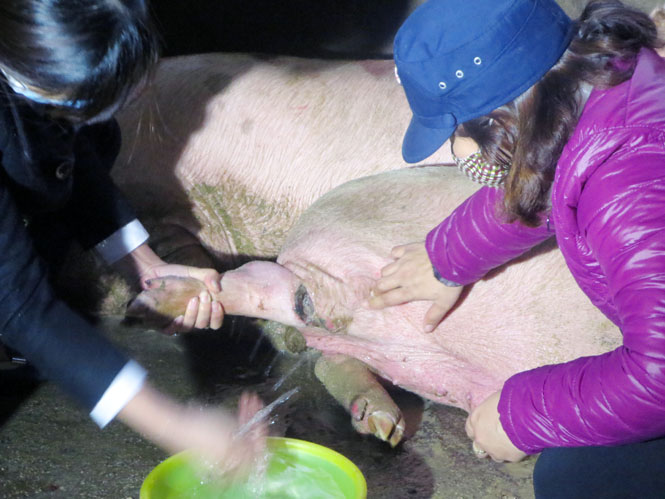 Con lợn bị ốm đã được nhốt cách ly chờ kết quả xét nghiệm của ông Trần Đình Can bị cắt ở đùi.
