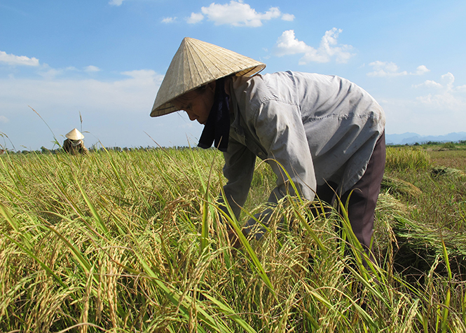 Huyện Quảng Trạch phấn đấu xây dựng nhiều cánh đồng lớn trên địa bàn.
