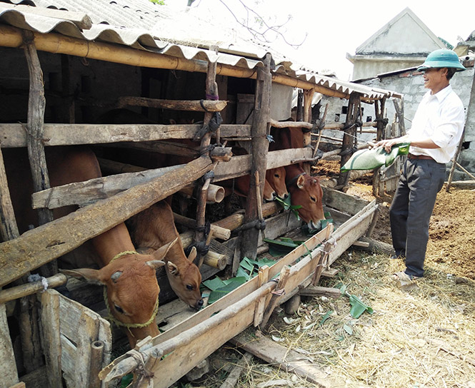 Anh Đàm Văn Hảo ở thôn Tiền Tiến, xã Quảng Châu, huyện Quảng Trạch là cận nghèo được NHCSXH cho vay 8 triệu đồng để chăn nuôi lợn và bò sinh sản, đến nay phát triển được 6 con bò và 22 con lợn siêu nạc.