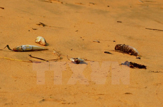 Cá chết hàng loạt tại vùng biển Quảng Bình. (Nguồn ảnh: TTXVN)