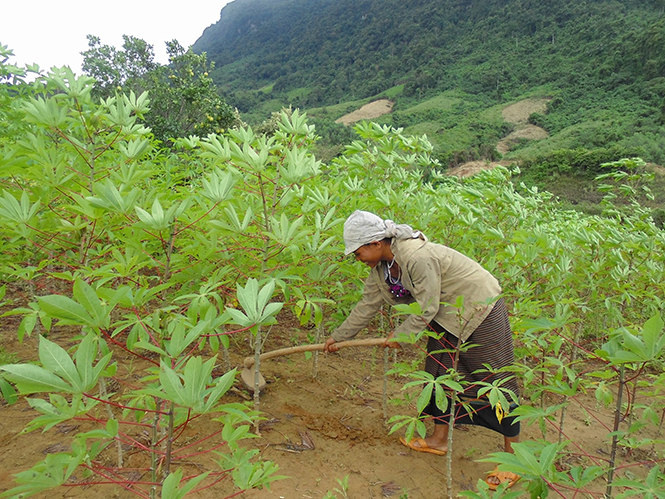 Đồng bào dân tộc Vân Kiều tích cực chăm sóc cây sắn.