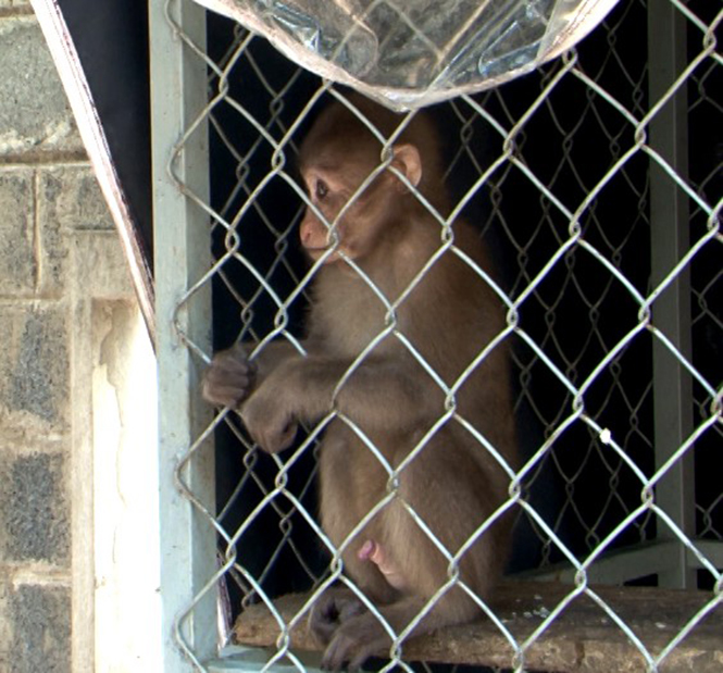 Ảnh 8 : Cá thể khỉ nuôi nhốt trái phép được người dân tự nguyện giao nộp cho cơ quan chức năng.