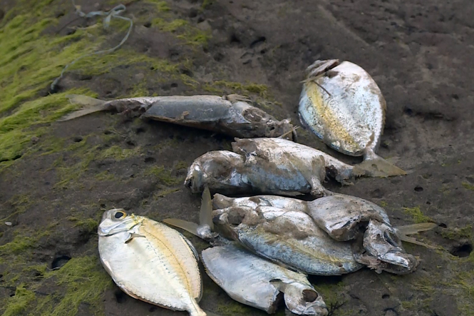 Vẫn còn tình trạng cá chết dạt vào bờ biển xã Thanh Trạch (Bố Trạch).