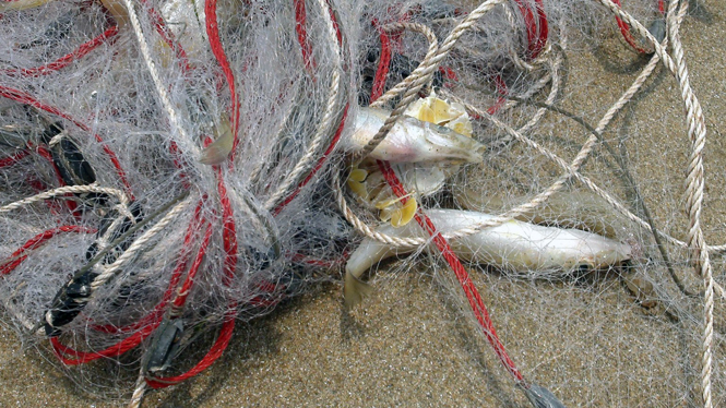  Trong mẻ lưới của một thuyền trong số đó được kéo lên có cả cá chết và cá sống.  
