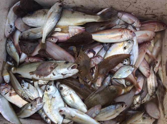  Cá mới chết dạt vào bờ biển Quảng Bình sáng 26-4 - Ảnh: Q.Nam