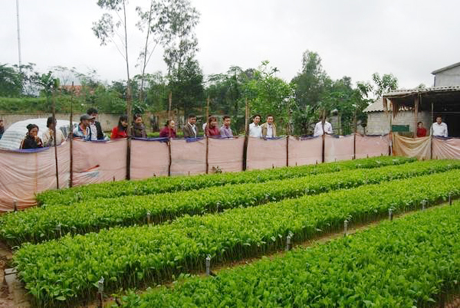  Mô hình vườn ươm giống keo lai tại xã Phong Hóa, Tuyên Hóa.