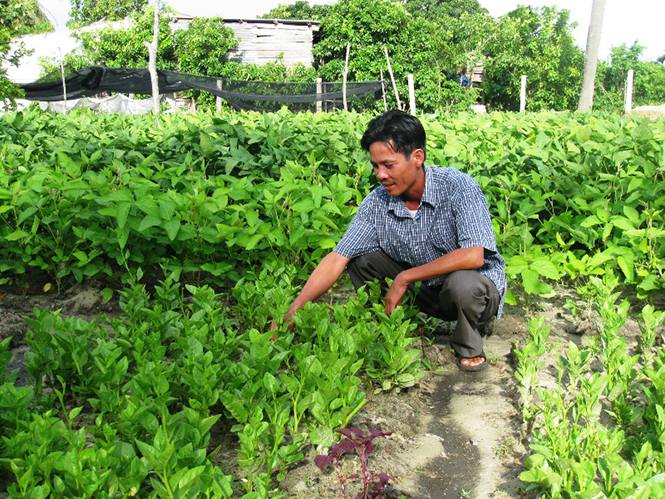 Sản xuất rau an toàn đang trở thành hướng phát triển kinh tế chủ đạo của người dân thôn Hòa Luật Nam, xã Cam Thủy (Lệ Thủy).
