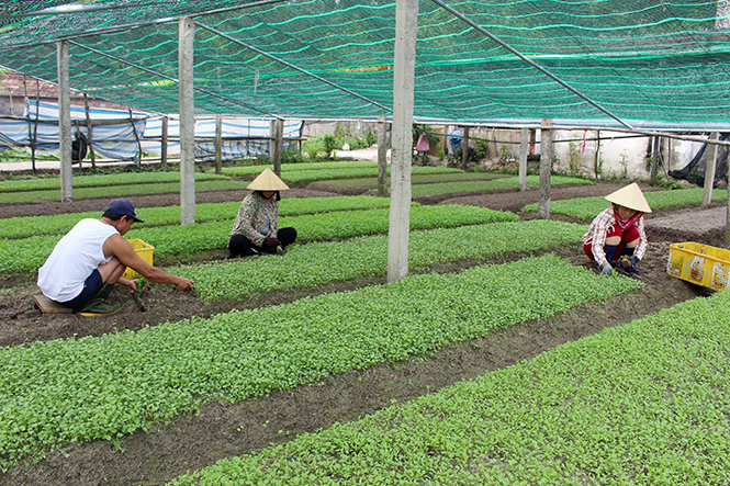 Người nông dân các xã vùng Quốc lộ 1 của huyện Lệ Thủy đang rất tin tưởng vào hiệu quả kinh tế của mô hình sản xuất hoa màu.