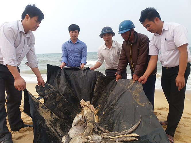 Cán bộ Sở TNMT hướng dẫn thu gom, chôn lấp cá chết tại bờ biển xã Quảng Thọ