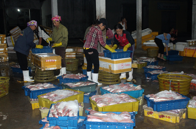 Hoạt động thu mua hải sản ở Cảng cá Sông Gianh vẫn diễn ra tấp nập.