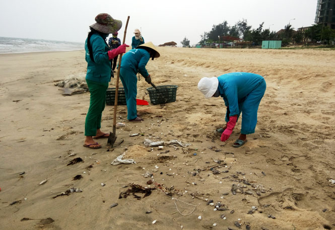 Nông dân và các lực lượng chức năng đang thu gom cá chết tại bờ biển thành phố Đồng Hới