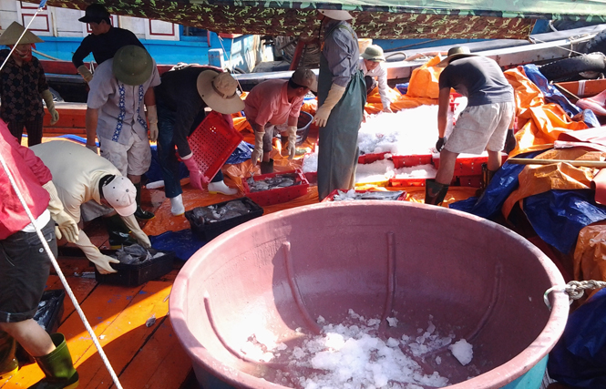 Hoạt động thu mua cá đánh bắt xa bờ tại Cảng cá Sông Gianh sáng 1-5