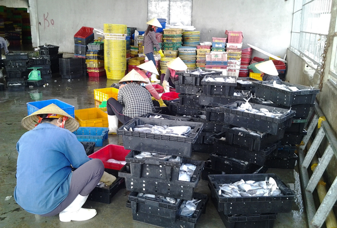 Công ty TNHH tổng hợp Phước Sang thu mua trên 2 tấn hải sản xa bờ 