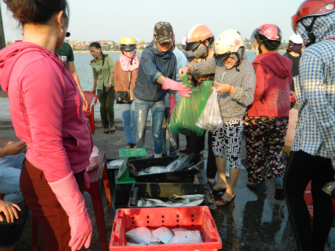 Người tiêu dùng trên địa bàn thành phố Đồng Hới an tâm tiêu dùng cá sạch được đánh bắt từ vùng biển an toàn