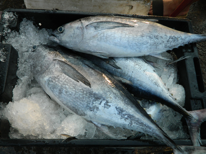 Cá ngừ là sản phẩm được người tiêu dùng lựa chọn mua nhiều nhất