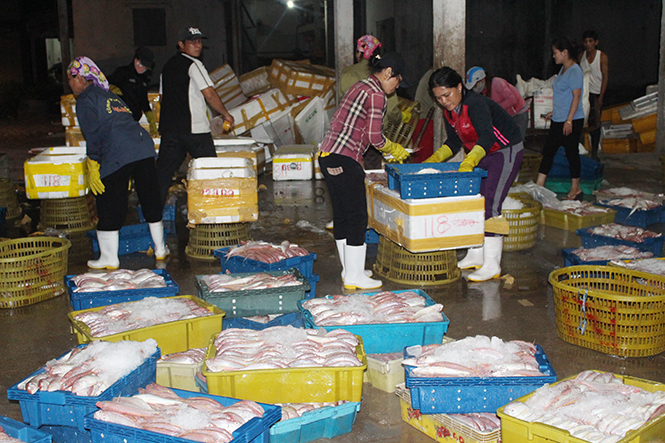 Hoạt động thu mua cá đang diễn ra tấp nập tại cảng cá Sông Gianh.