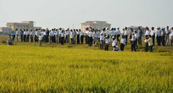 Các đại biểu và bà con nông dân đi thăm đồng tại các ruộng lúa giống GL105.