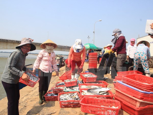 Thương lái thu mua cá tại Cảng cá Cửa Tùng. (Ảnh: Thanh Thủy/TTXVN)