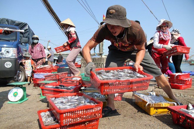 Ngư dân Quảng Trị vận chuyển cá lên bờ sau chuyến đánh bắt hải sản ngoài khơi xa. (Ảnh: Thanh Thủy/TTXVN)