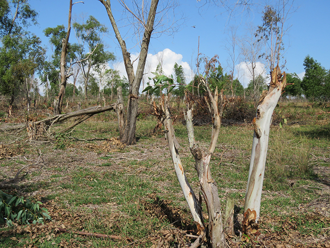 Nhiều diện tích rừng thuộc dự án 327 trên địa bàn xã Sen Thủy bị người dân phá hoại không thương tiếc.