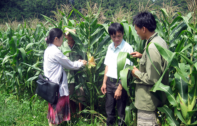 Cán bộ trí thức trẻ huyện Minh Hóa đang hướng dẫn bà con sản xuất.