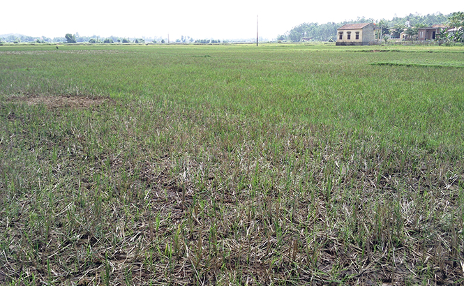  Hơn 12 ha đất trồng lúa của Cảnh Hóa (Quảng Trạch) bị “đắp chiếu” vào vụ hè-thu do thiếu nước khiến quỹ đất của địa phương ngày càng bị thu hẹp.