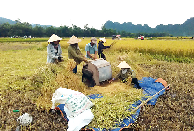 Nông dân xã Thạch Hóa thu hoạch lúa đông-xuân.