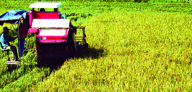 Nông dân xã Quảng Lộc, (TX. Ba Đồn) thu hoạch lúa đông-xuân. Ảnh: P.V