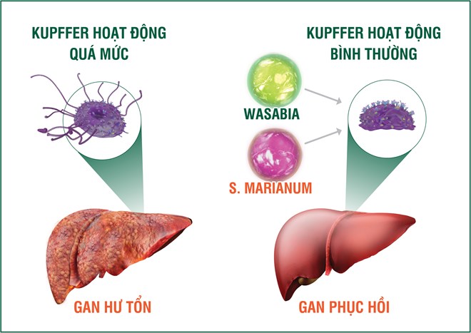 Tinh chất Wasabia và S. Marianum có trong HEWEL giúp kiểm soát hiệu quả tế bào Kupffer, chủ động chống độc, bảo vệ gan từ gốc.