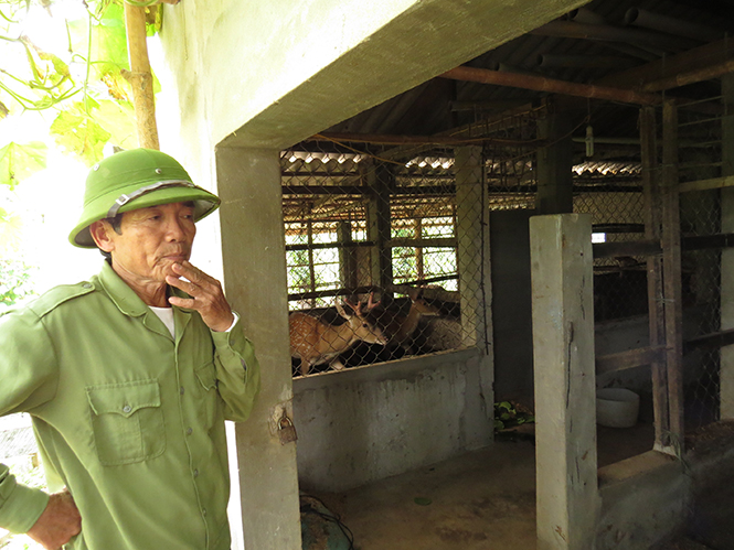 Lão nông Nguyễn Văn Diệm bên chuồng hươu sao vừa mới gây dựng lại sau cơn bão số 10.