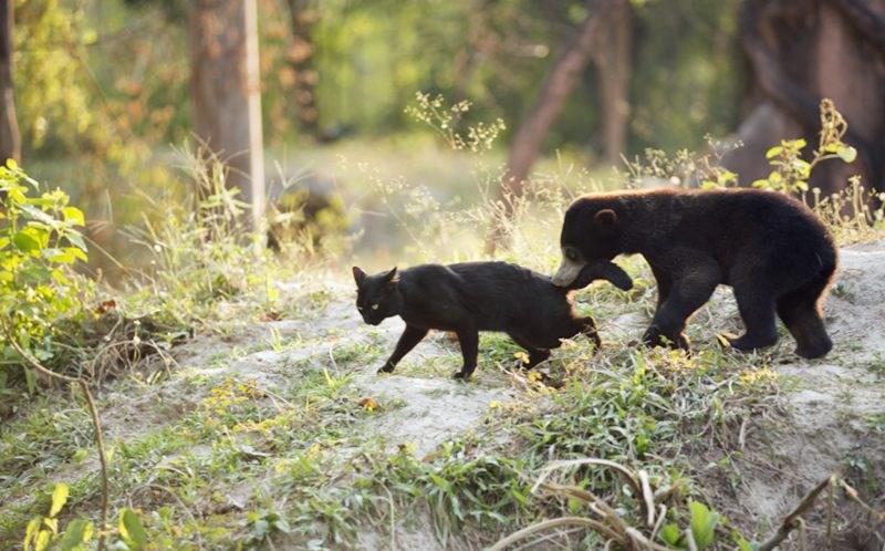  Chú gấu Ka Wao và mèo George chơi với nhau rất thân. (Nguồn: Caters News Agency)