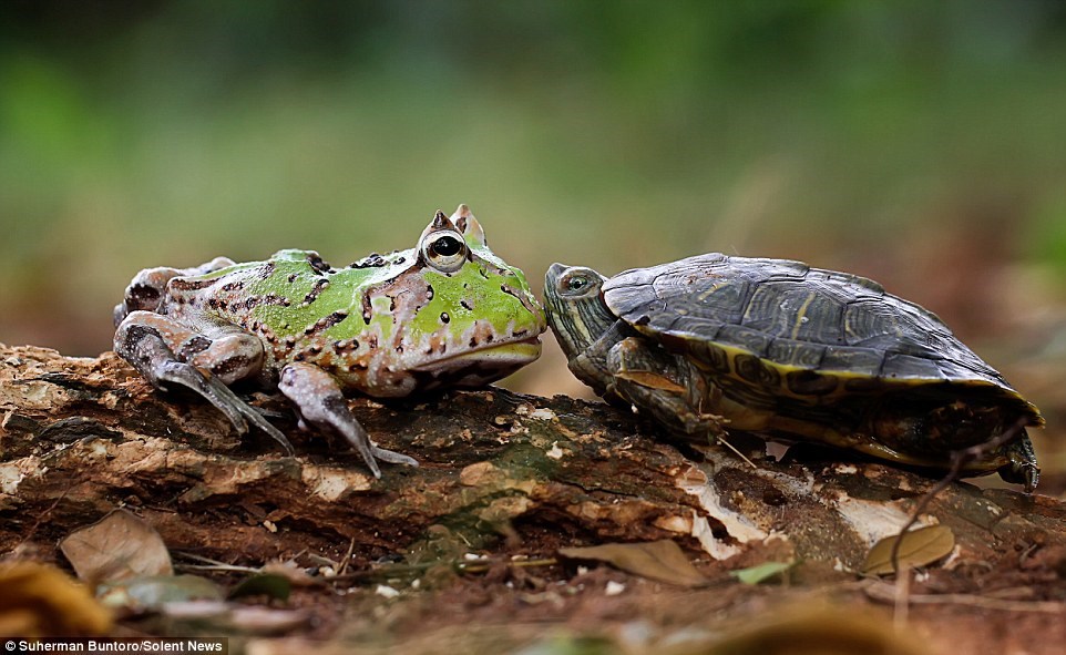 Con ếch tinh ranh đã leo lên lưng rùa để quá giang. (Nguồn: Solent News)