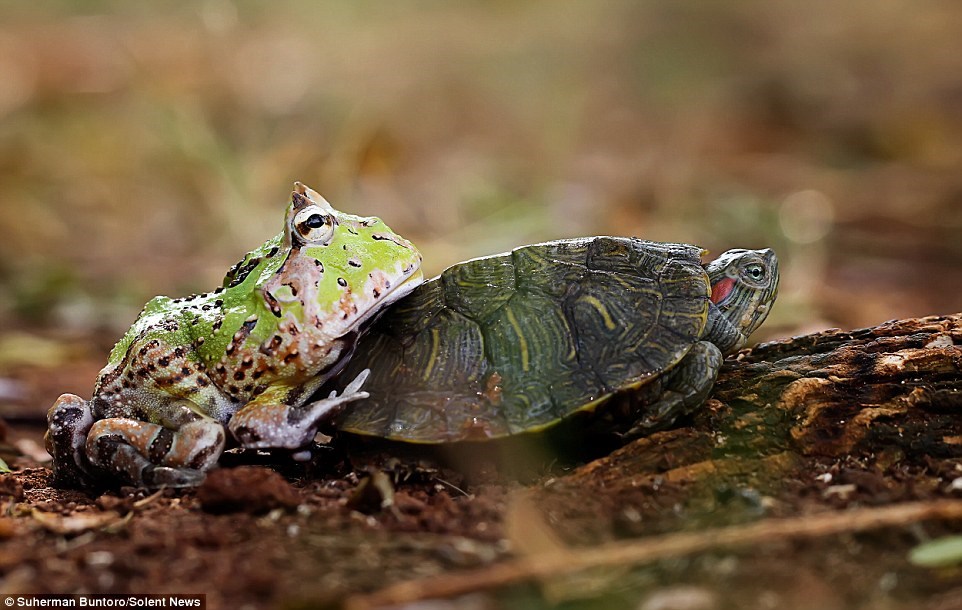  Sau khi thấy chú rùa đi quá chậm, con ếch đã quyết định bỏ đi. (Nguồn: Solent News)