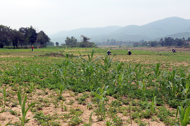Ảnh 2 : Trồng ngô xen canh lạc trên đất lúa kém hiệu quả ở xã Xuân Trạch, huyện Bố Trạch.