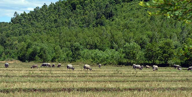  Phong trào chăn nuôi ở Quảng Ninh tiếp tục phát triển, đàn gia súc gia cầm ngày càng tăng về số lượng và chất lượng.