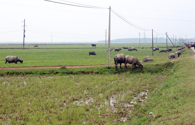  Chăn nuôi chiếm tỷ trọng ngày càng cao trong giá trị sản xuất nông nghiệp ở Bố Trạch.
