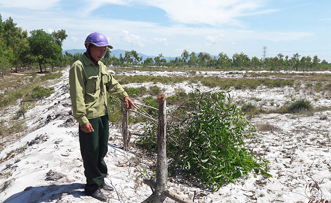 Một số cây trồng của bà Huê đã bị chặt, chính quyền xã Quảng Hưng đang điều tra, làm rõ vụ việc.