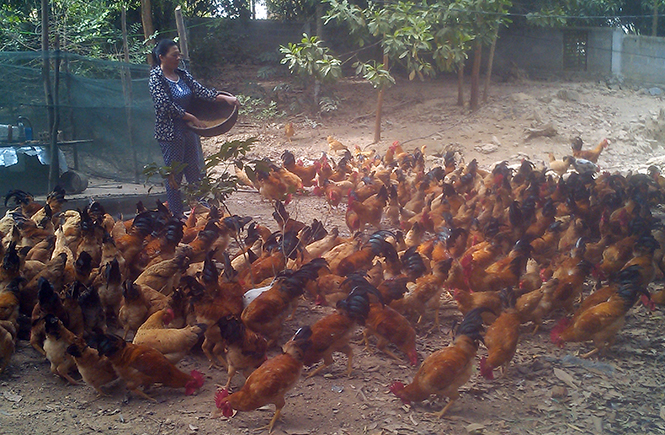Đàn gà chuẩn bị xuất bán của gia đình chị Nguyễn Thị Hằng.