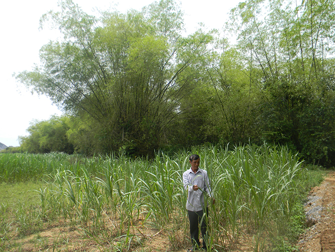 Nhờ đẩy mạnh trồng tre, xã Mai Hoá đã hạn chế được tình trạng sạt lở bờ sông, bảo vệ sản xuất... rất hiệu quả.