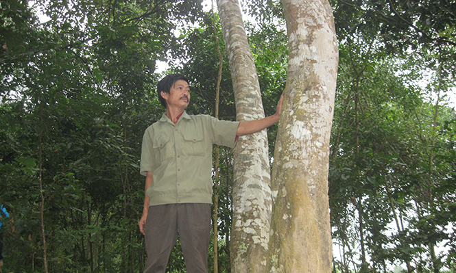 Một cánh rừng được khoanh nuôi bảo vệ ở xã Hóa Thanh.