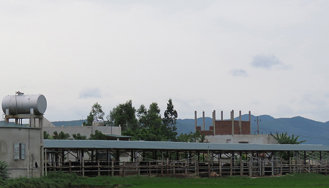 Trang trại tập kết trâu, bò của Công ty TNHH Đoàn Kết-Phú Quý được xây dựng trong khu dân cư của xã Quảng Hải.