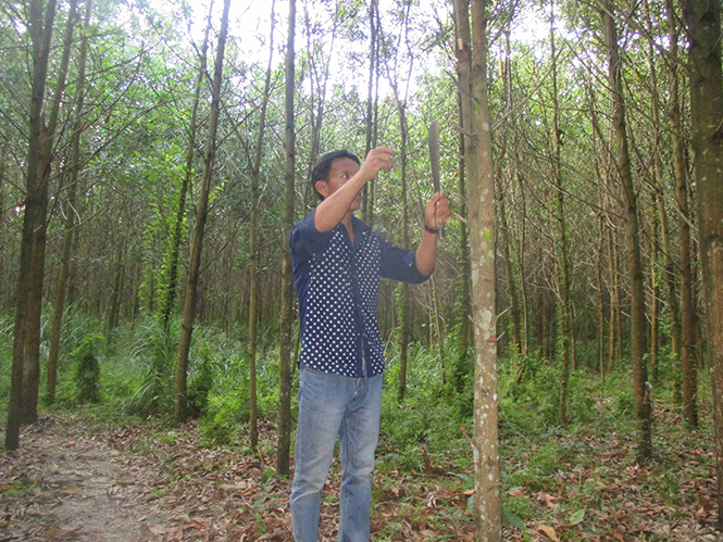 Trần Xuân Lành đang chăm sóc cánh rừng trồng của mình.