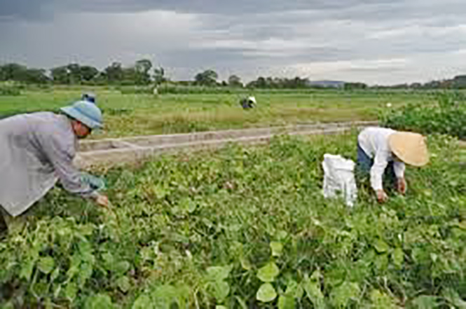 Thu hoạch đậu xanh hè-thu ở Lệ Thủy.