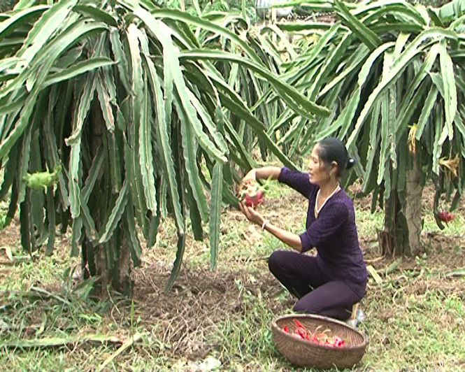 Mô hình trồng cây thanh long của gia đình chị Đinh Thị Lan, thôn Tây Hòa (xã Hóa Hợp).