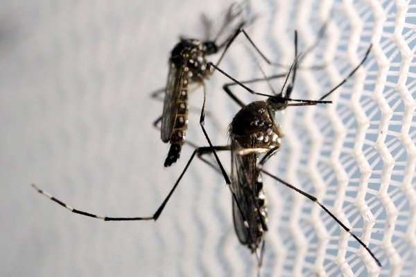Mùa mưa là thời điểm xảy ra nhiều ca lây nhiễm virus Zika do muỗi đốt. (Nguồn: csmonitor.com)